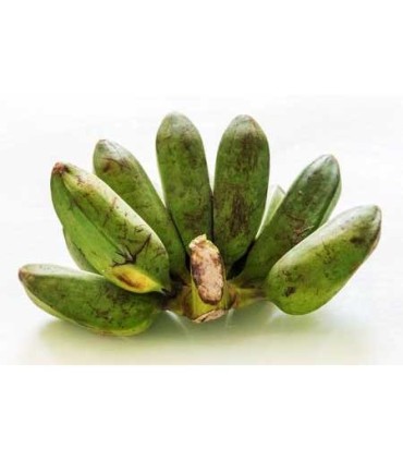 Mano de Plátano burro