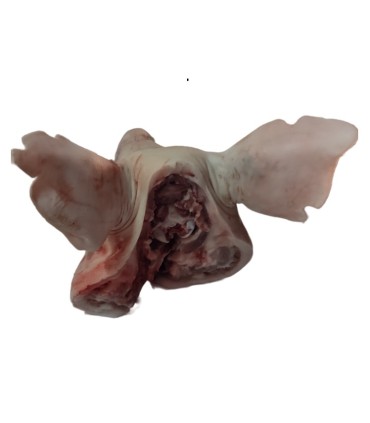 Cabeza de Cerdo – Sabor Intenso para Recetas Cubanas que Honran la Tradición