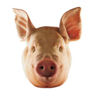 Cabeza de Cerdo – Sabor Intenso para Recetas Cubanas que Honran la Tradición