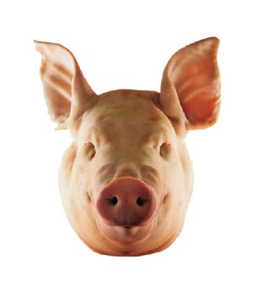 Cabeza de Cerdo – Sabor Intenso para Recetas Cubanas que Honran la Tradición